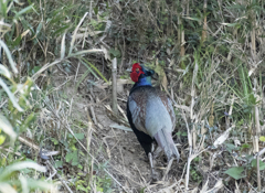 雉♂④