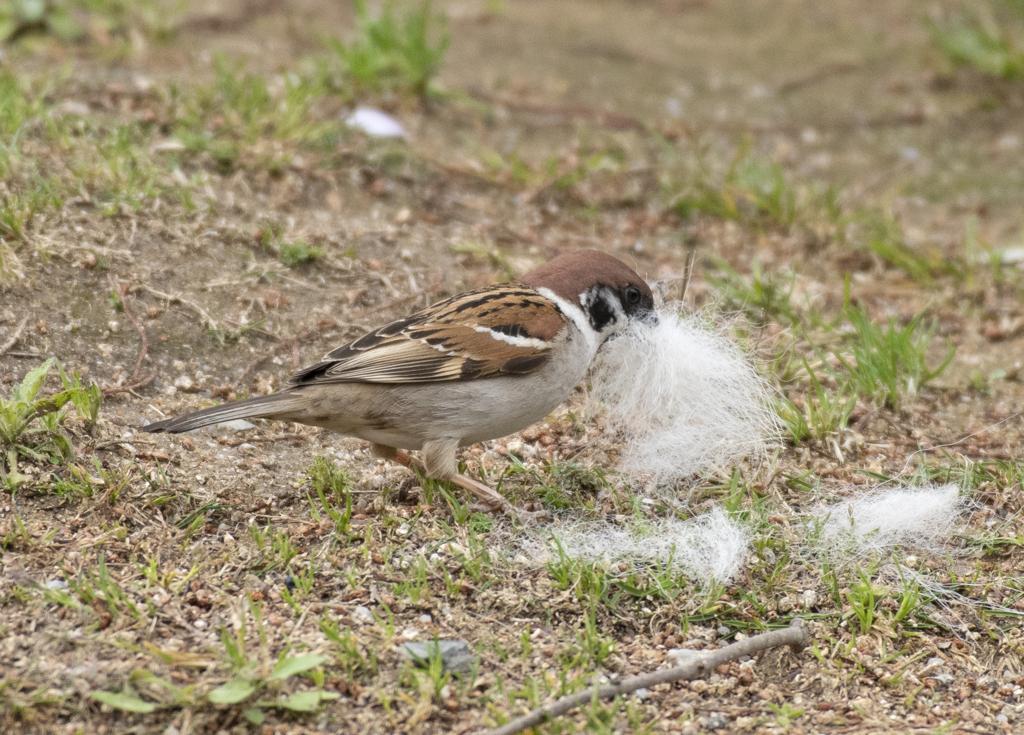 スズメの巣作り②