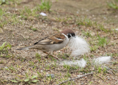 スズメの巣作り②