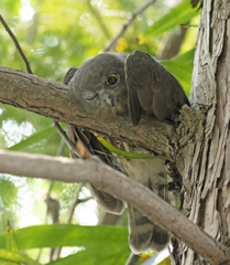 アオバズク　雛ちゃん 22