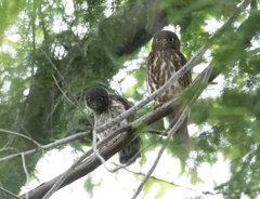 アオバズク親子 ③