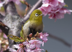 メジロ22 (河津桜にメジロ)