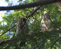 アオバズク親子 ⑦　超眠そう・・・