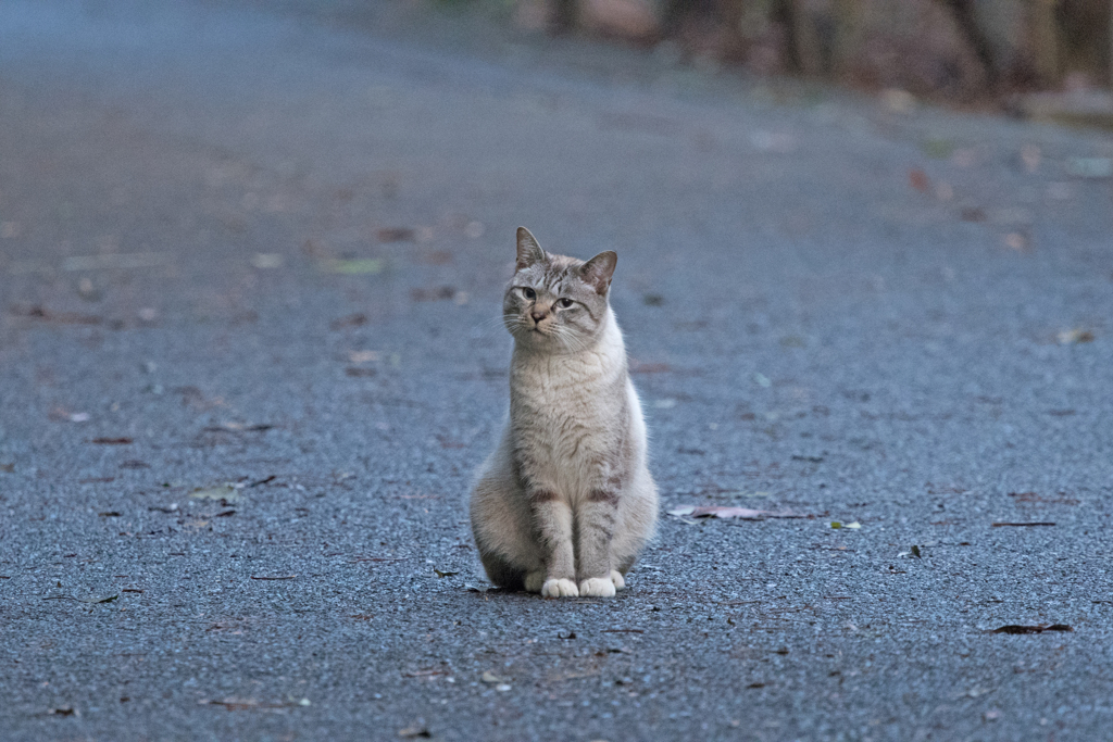 可愛い過ぎたのらえもん ②