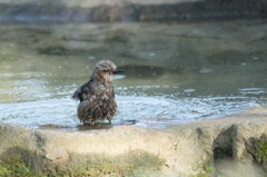 ヒヨドリの水浴び