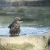 ヒヨドリの水浴び