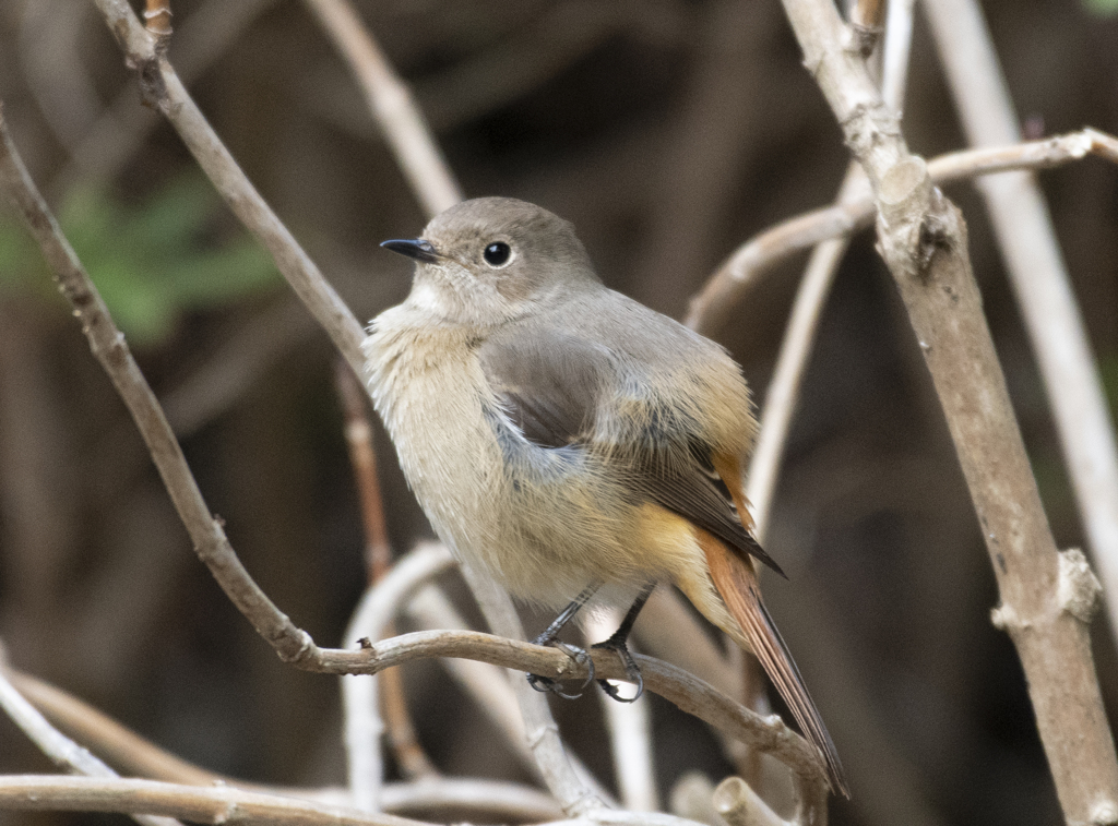 ジョウビタキ♀⑫