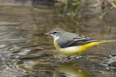 キセキレイ♀ ⑨