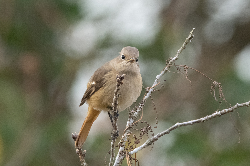 ジョウビタキ♀ ⑦
