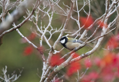 シジュウカラの紅葉狩り ③