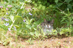 野良ねこ