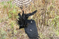 オオタカ若鳥 (カラス捕食)　⑨