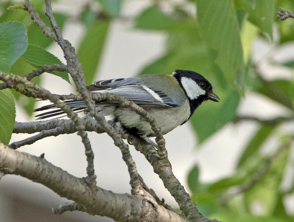 シジュウカラ ②