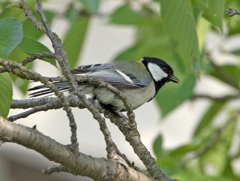 シジュウカラ ②