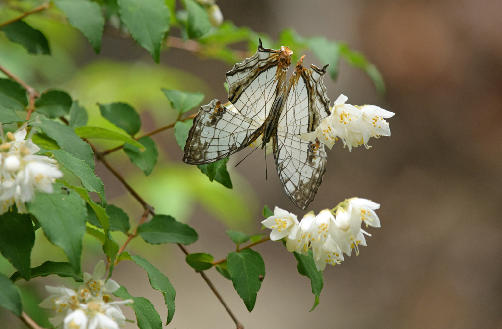 イシガケチョウ ②