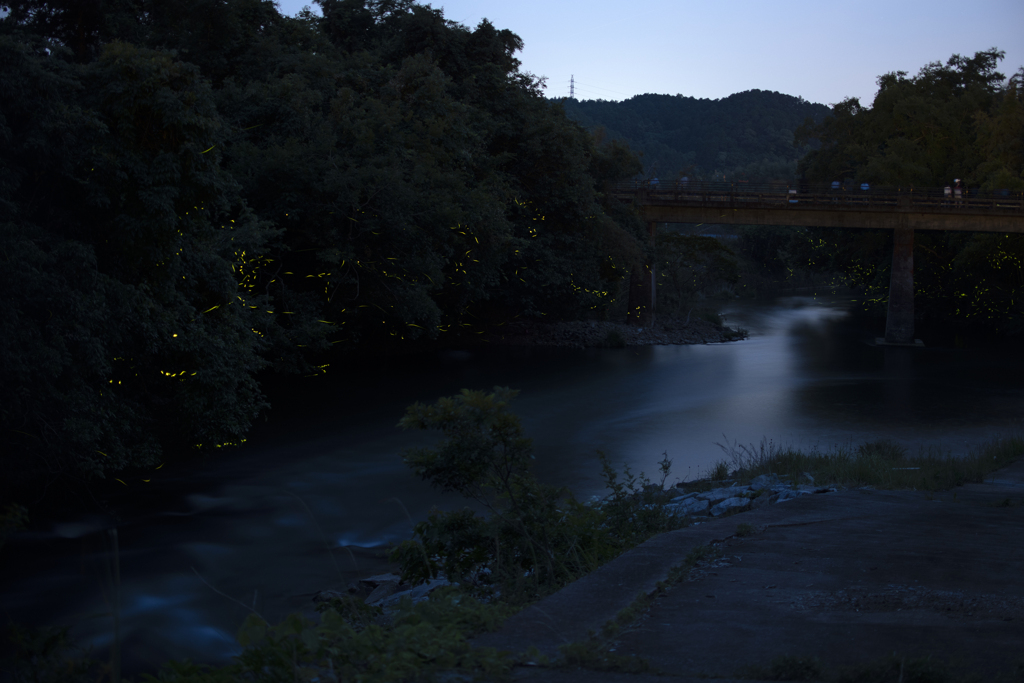 ホタル⑤ 比較明合成(4枚)