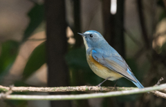 ルリビタキ♂⑫