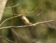 ノビタキ♀⑧『お食事』