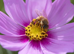 秋桜にミツバチ ②