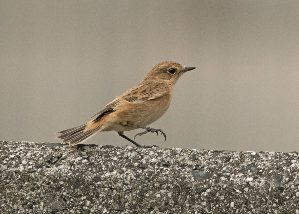 ノビタキ ♀ ③