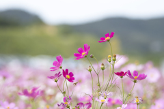 秋桜 ③