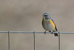 ルリビタキ♂⑮