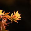 近くの神社の紅葉 ②