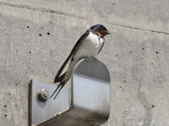 ツバメ 子育て②