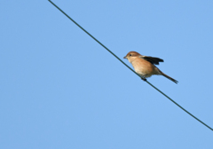 モズ♀ ⑩