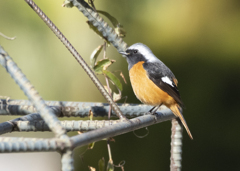 ジョウビタキ♂⑪