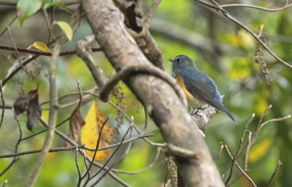 ルリビタキ♂⑨