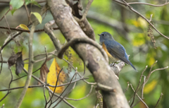 ルリビタキ♂⑨