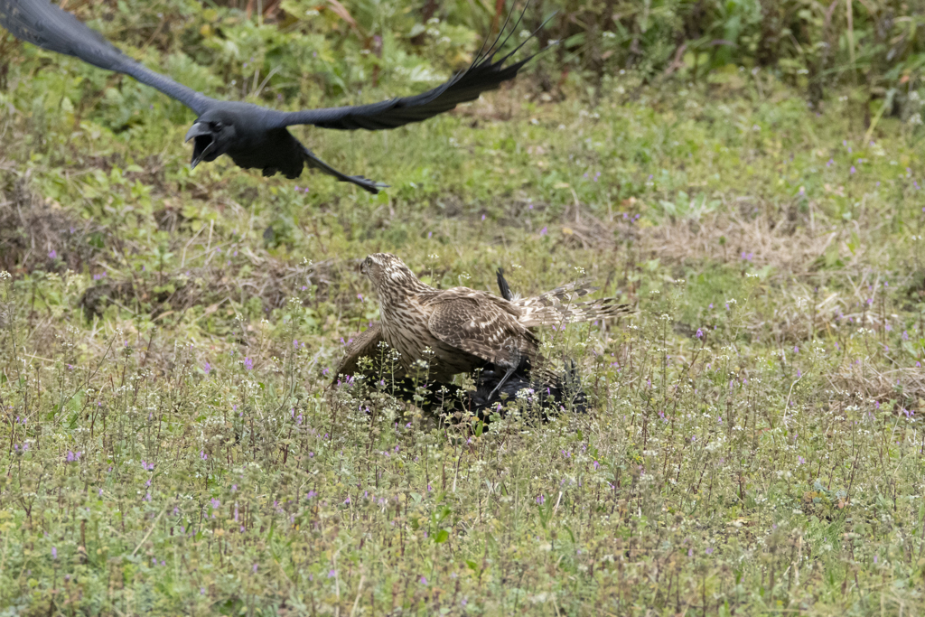 オオタカ若鳥 (カラス捕食)　⑦