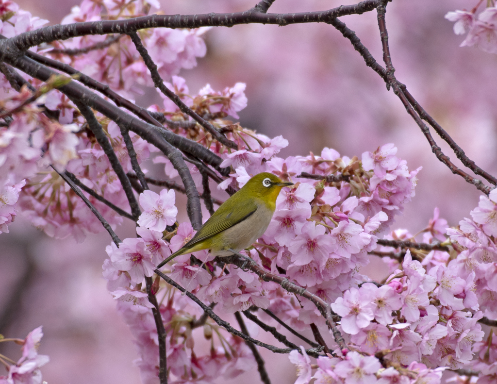 メジロ25 (河津桜にメジロ  快便？)