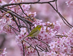 メジロ25 (河津桜にメジロ  快便？)