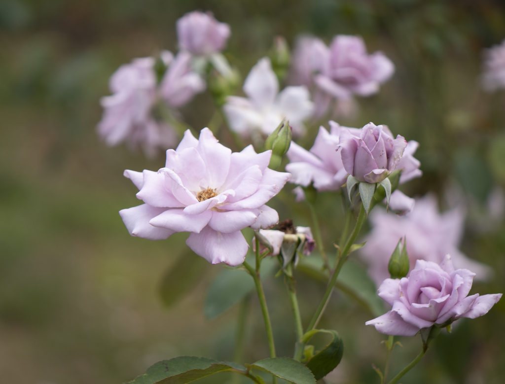 パープルクイーン