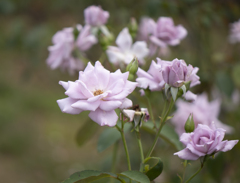 パープルクイーン