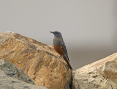 イソヒヨドリ♂②