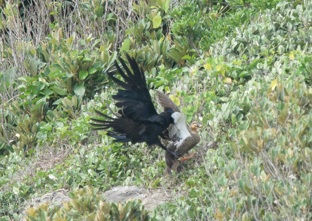 カルガモVSカラス