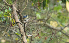 ルリビタキ♂⑪
