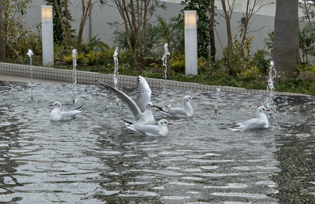 カモメ　水浴び