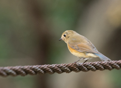 ルリビタキ若♂③