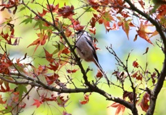 紅葉にエナガ