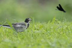 ハクセキレイ＆ハグロトンボ