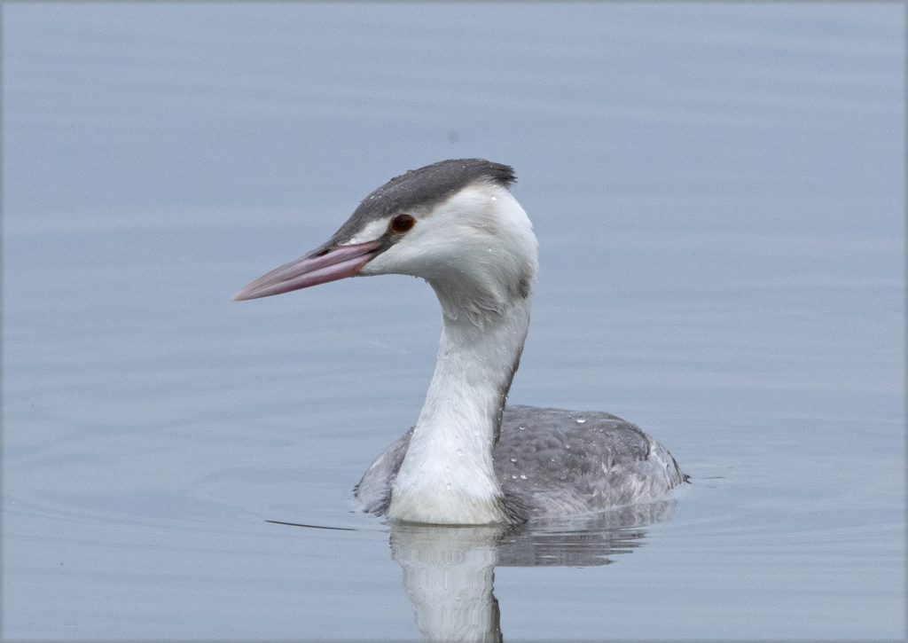 カンムリカイツブリ 冬羽 ④