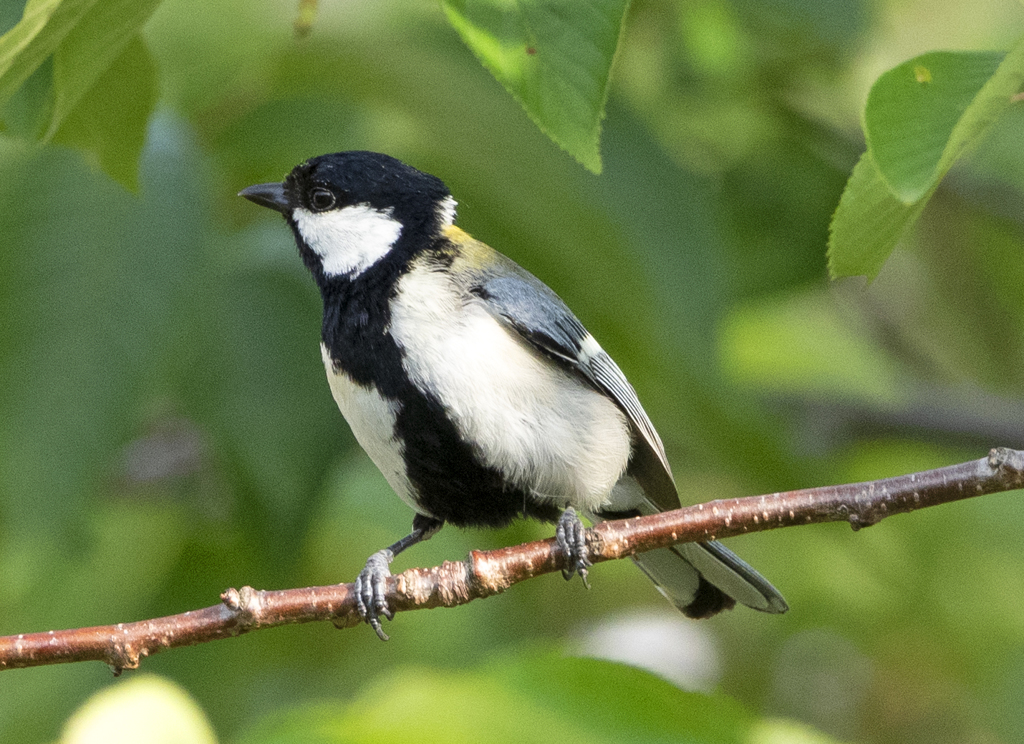 シジュウカラ ①