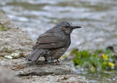 ヒヨドリ⑤ 水も滴るいいヒヨドリ