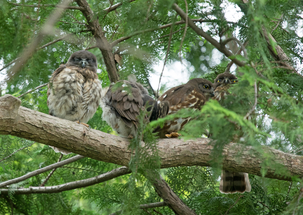 R3 アオバズク親子