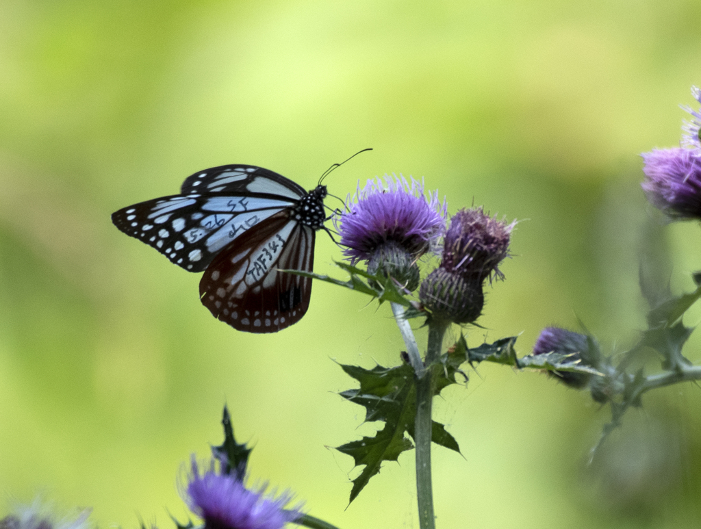 アサギマダラ ③