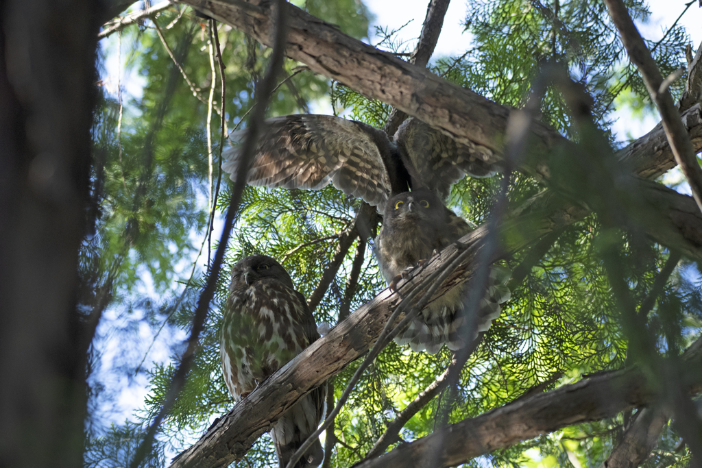アオバズク親子 ⑤